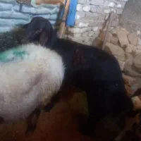 قره قزل اصل|حیوانات مزرعه|الیگودرز, |دیوار