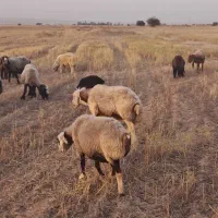 قوچ|حیوانات مزرعه|ریگ, |دیوار