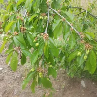 باغ ۱۸۰۰ متری واقع در روستای خوش آب و هوا بالندر|فروش زمین و ملک کلنگی|طرقبه, |دیوار
