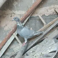طاووسی نر