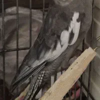 عروس هلندی نر سخنگو