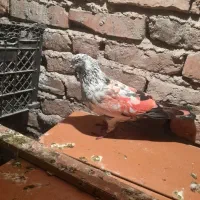 یک عدد کبوتر نر پرشی عالی مست مست