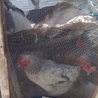 مرغ تخم گذار|حیوانات مزرعه|سرایان, |دیوار