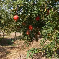 انار درجه یک|عمدهفروشی|کوهنانی, |دیوار