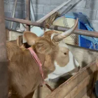 ۵ تا گاو حامله ۳ تا لیشه ۳تا ورزا کوله چالوسی مدیر|حیوانات مزرعه|کوچصفهان, |دیوار