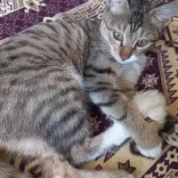 گربه|گربه|کرج, کمال‌شهر|دیوار