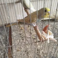 مرغ عشق