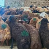 انواع گوسفند محلی چاق برای قربانی|حیوانات مزرعه|قم, انسجام|دیوار
