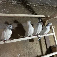 کبوتر پرشی