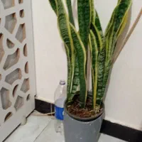 گلهای زیبای من|گل و گیاه طبیعی|خرم‌آباد, |دیوار