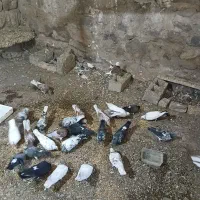 کبوتر