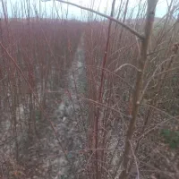 نهالکده بادام و میوه|خدمات باغبانی و درختکاری|سمیرم, |دیوار