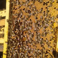 پخش عمده وکیلوی عسل صددر صدطبیعیی لرستان