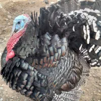 بوقلمون نر محلی|حیوانات مزرعه|الشتر, |دیوار