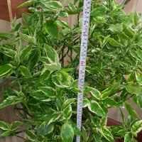 گل پدیلانتوس ابلق طبیعی|گل و گیاه طبیعی|بانه, |دیوار