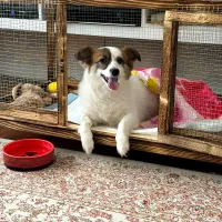 قفس سگ خرگوش گربه مرغ عشق طوطی عروس بلدرچین فنچ|لوازم جانبی حیوانات|قائمشهر, |دیوار