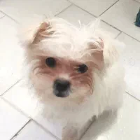 سگ‌مالتیز اصیل ماده ۴ماهه شناسنامه‌دار واکسینه شده|سگ|شاهرود, |دیوار