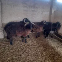 فروش پنج عدد بره قوچ درج یک