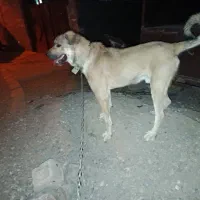سگ پژدر