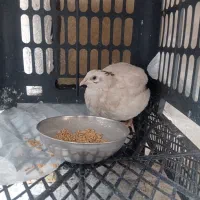 بلدرچین ماده