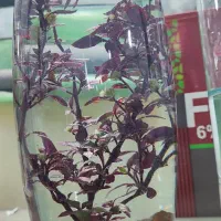 گیاه رویال آبی