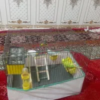 یک جفت مرغ عشق مولد