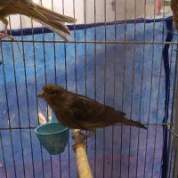 قناری های مست|پرنده|ملایر, |دیوار