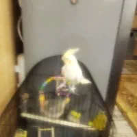 عروس هلندی چشم شرابی