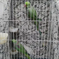 فروش دو عدد شاه طوطی نر کینگ سایز|پرنده|ری, جوانمرد قصاب|دیوار