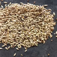 خاکشیر|عمده‌فروشی|شیراز, قدوسی غربی|دیوار