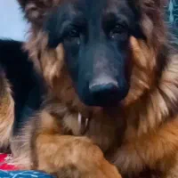 سگ ژرمن ماده جفت خورده