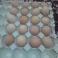 تخم مرغ خانگی تازه