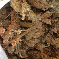 سماق|خوردنی و آشامیدنی|سنندج, |دیوار