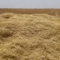 کاه