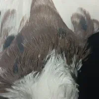 چند عدد کبوتر|پرنده|دهدشت, |دیوار