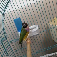 فنج گلدین جفت|پرنده|تبریز, |دیوار