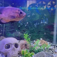 جفت طوطی پروتلت به ضمانت تخم|پرنده|بیرجند, |دیوار