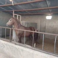 کره اسب نریان