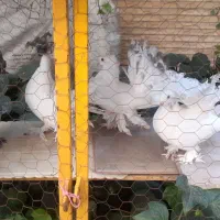 کبوتر دم چتری امریکایی|پرنده|اصفهان, باغ دریاچه|دیوار