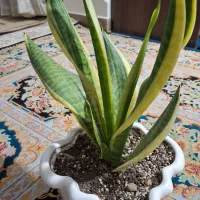 پتوس ، سانسوریا و ...|گل و گیاه طبیعی|تهران, امیریه|دیوار