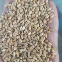 گندم برات درجه۱