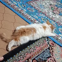 حیوان خانگی|گربه|اشتهارد, |دیوار