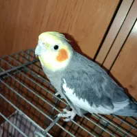 عروس هلندی نره مست مست اماده سخنگو|پرنده|تهران, امین حضور|دیوار