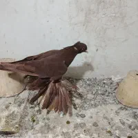 کبوتر الوان و لوتی