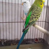 مرغ عشق کاشان