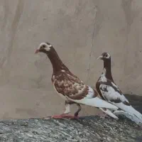 جفت جوجه میولمنز. جوجه زاغ کلاغ کلایی دستی
