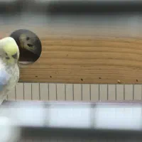 مرغ عشق همراه قفس|پرنده|لنجان, |دیوار