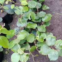 فروش نهال کیوی نر گل سفید تعداد محدود
