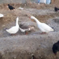 ۵تا قو قاز ۲ تا سفید ۳تا خاکستری