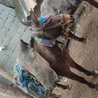 فروش قاطر